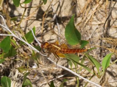 Crocothémis écarlate (Le) Crocothemis erythraea (Brullé, 1832)