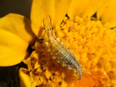 Chrysomèles Chrysomelidae Latreille, 1802
