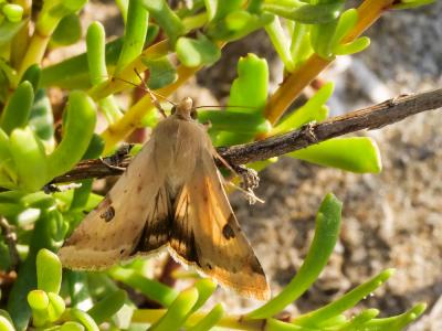 Noctuelle peltigère (La) Heliothis peltigera (Denis & Schiffermüller, 1775)