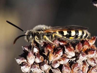  Colpa sexmaculata (Fabricius, 1781)