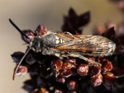 Colpa sexmaculata (Fabricius, 1781)