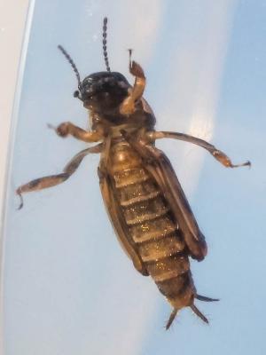 Tridactyle panaché, Tridactyle varié Xya variegata Latreille, 1809