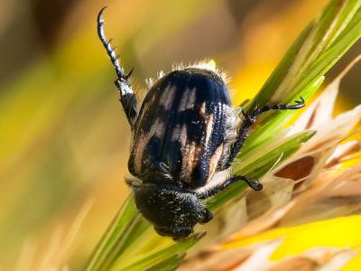  Anisoplia tempestiva Erichson, 1847