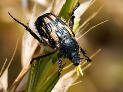  Anisoplia tempestiva Erichson, 1847