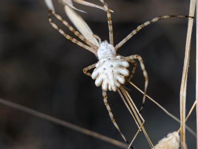  Argiope lobata (Pallas, 1772)