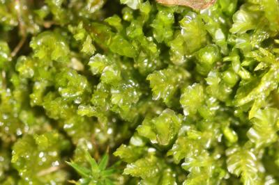  Plagiochila porelloides (Torr. ex Nees) Lindenb., 1840