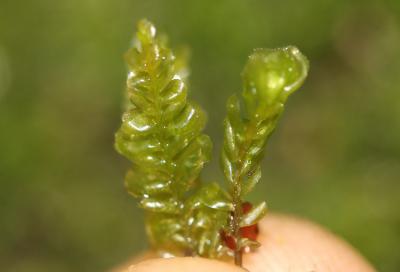  Plagiochila porelloides (Torr. ex Nees) Lindenb., 1840