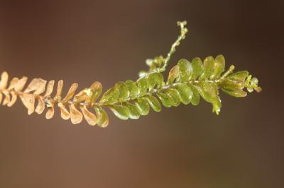  Plagiochila porelloides (Torr. ex Nees) Lindenb., 1840