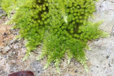  Homalothecium sericeum (Hedw.) Schimp., 1851