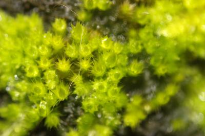  Homalothecium sericeum (Hedw.) Schimp., 1851
