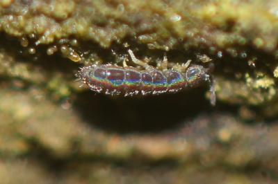  Vertagopus arboreus (Linnaeus, 1758)
