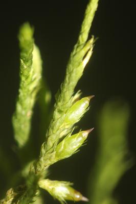  Cryphaea heteromalla (Hedw.) D.Mohr, 1814