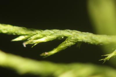  Cryphaea heteromalla (Hedw.) D.Mohr, 1814