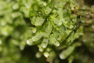  Metzgeria furcata (L.) Dumort.