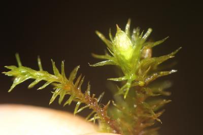  Orthotrichum lyellii Hook. & Taylor, 1818