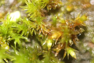  Orthotrichum lyellii Hook. & Taylor, 1818