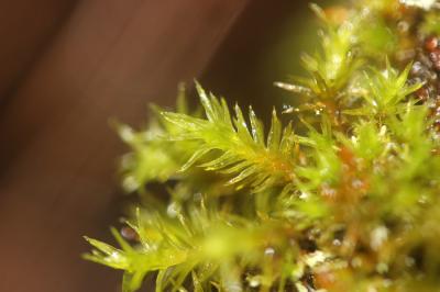  Orthotrichum lyellii Hook. & Taylor, 1818