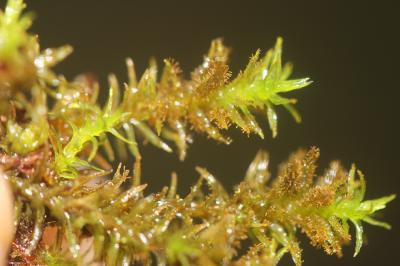  Orthotrichum lyellii Hook. & Taylor, 1818