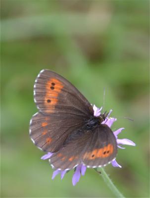 Moiré frange-pie (Le), Moiré frangé (Le) Erebia euryale (Esper, 1805)