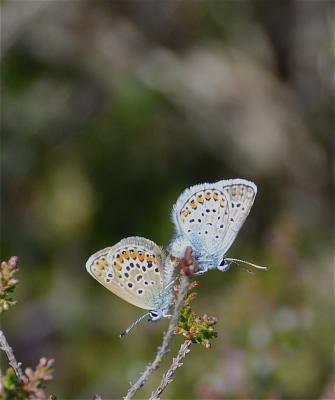 Azuré de l'Ajonc (L'), Argus bleu-violet (L'), Arg Plebejus argus (Linnaeus, 1758)