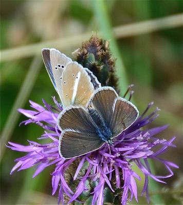 Sablé du Sainfoin (Le), Argus du Sainfoin (L'), Ar Polyommatus damon (Denis & Schiffermüller, 1775)