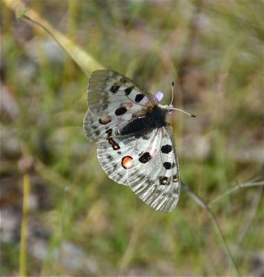 Apollon (L'), Parnassien apollon (Le) Parnassius apollo (Linnaeus, 1758)
