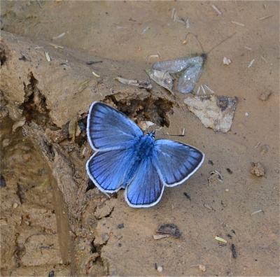 Azuré de la Jarosse (L'), Argus ligné (L') Polyommatus amandus (Schneider, 1792)