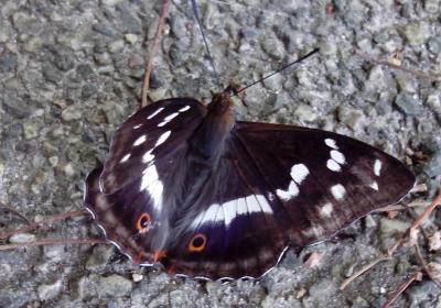 Grand mars changeant (Le), Grand Mars (Le), Chatoy Apatura iris (Linnaeus, 1758)