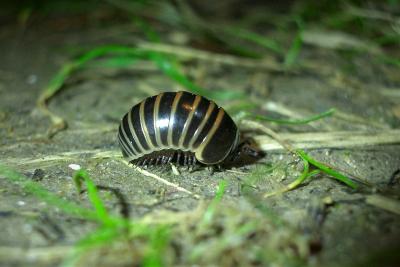  Glomeris marginata (Villers, 1789)