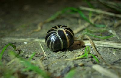  Glomeris marginata (Villers, 1789)