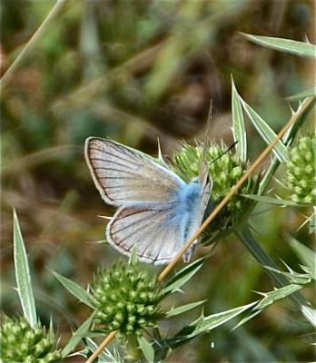 Sablé de la Luzerne (Le), Argus bleu clair (L') Polyommatus dolus (Hübner, 1823)