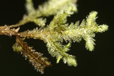  Exsertotheca crispa (Hedw.) S.Olsson, Enroth & D.Quandt, 2011