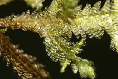  Exsertotheca crispa (Hedw.) S.Olsson, Enroth & D.Quandt, 2011