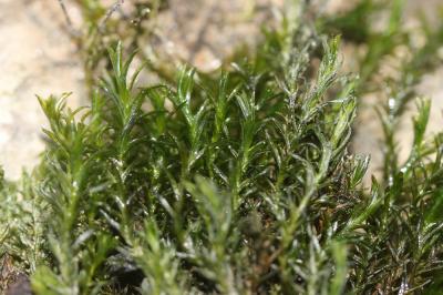  Cinclidotus fontinaloides (Hedw.) P.Beauv., 1805