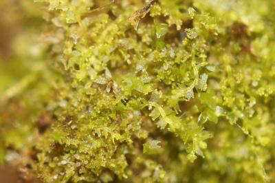  Lophocolea minor Nees, 1836