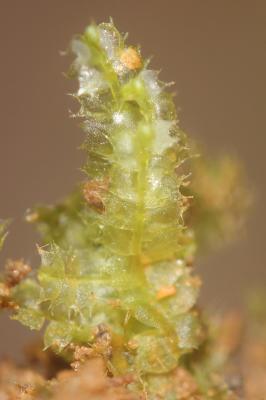  Lophocolea bidentata (L.) Dumort., 1835
