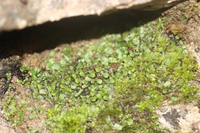  Targionia hypophylla L., 1753