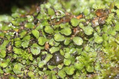  Targionia hypophylla L., 1753