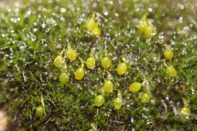  Grimmia orbicularis Bruch ex Wilson, 1844
