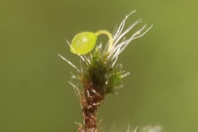  Grimmia orbicularis Bruch ex Wilson, 1844