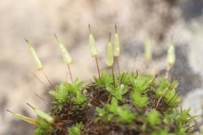  Encalypta vulgaris Hedw., 1801