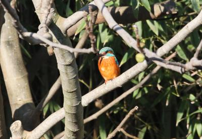 Martin-pêcheur d'Europe Alcedo atthis (Linnaeus, 1758)