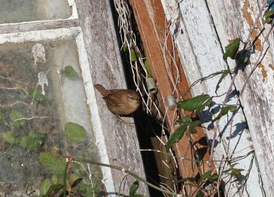Troglodyte mignon Troglodytes troglodytes (Linnaeus, 1758)