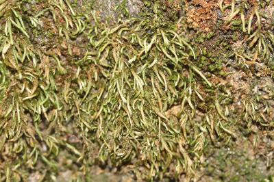  Nogopterium gracile (Hedw.) Crosby & W.R.Buck, 2011