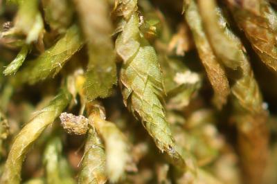  Nogopterium gracile (Hedw.) Crosby & W.R.Buck, 2011