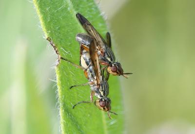  Dorycera graminum (Fabricius, 1794)