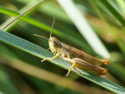 Criquet des mouillères, Criquet des Bromes Euchorthippus declivus (Brisout de Barneville, 1848)