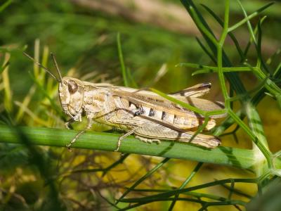 Criquet duettiste, Sauteriot Chorthippus brunneus (Thunberg, 1815)