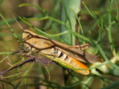 Criquet duettiste, Sauteriot Chorthippus brunneus (Thunberg, 1815)