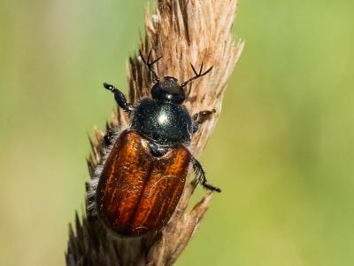  Anisoplia villosa (Goeze, 1777)